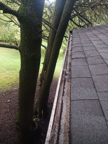 Gutter cleaning - before service showing debris